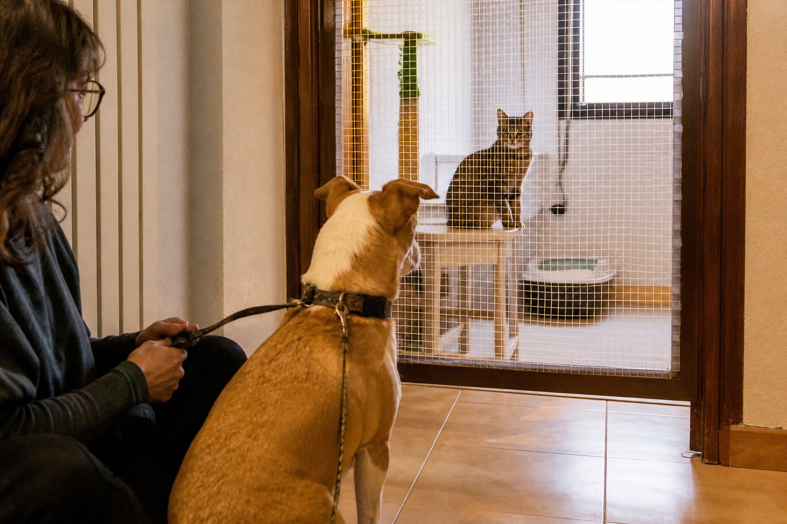 Adoptar un gato cuando ya hay un perro: cuándo encaja, presentación y qué preguntar